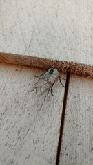 Lithomoia germana