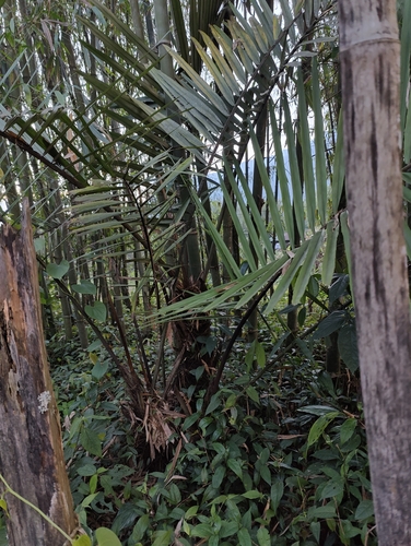 Image of Arenga Micrantha (Arenga micrantha) by (c) Ansil B.R., some rights reserved (CC BY)