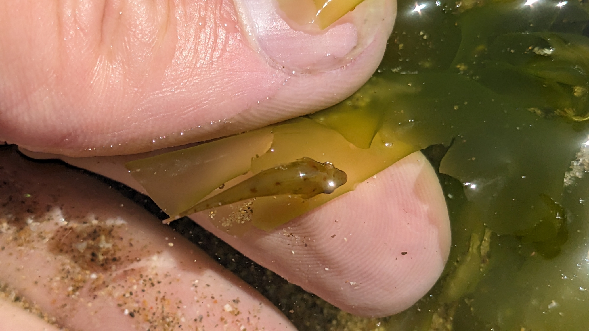 Little Clingfish photo 2