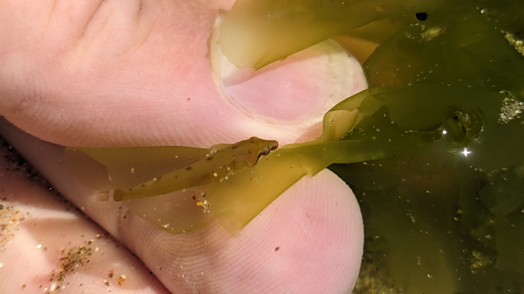 Little Clingfish photo 3