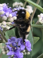 Bombus