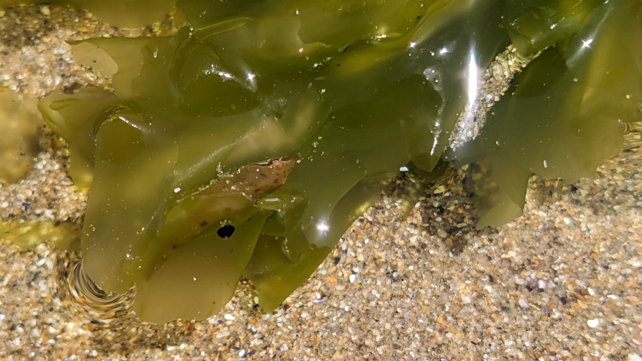 Little Clingfish photo 4