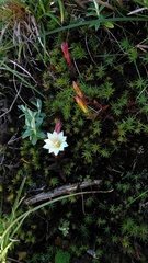 Gentiana flavomaculata