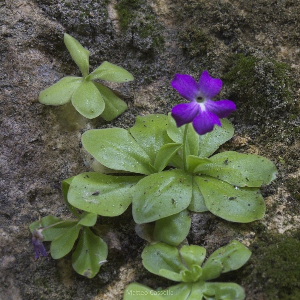 Pinguicula moranensis (Pinguicula moranensis)