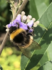 Bombus