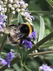 Bombus