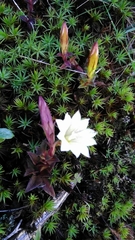 Gentiana flavomaculata