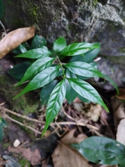 Wrightia laevis (Wrightia laevis)
