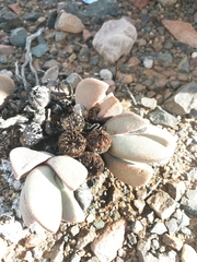 Pleiospilos