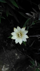 Gentiana flavomaculata