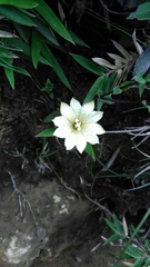 Gentiana flavomaculata