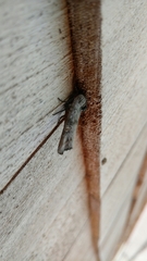 Lithomoia germana