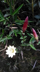 Gentiana flavomaculata