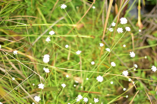 Eriocaulon ceylanicum observed 2018-06-18