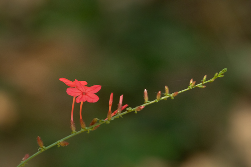 Whorled plantain (Plumbago indica)