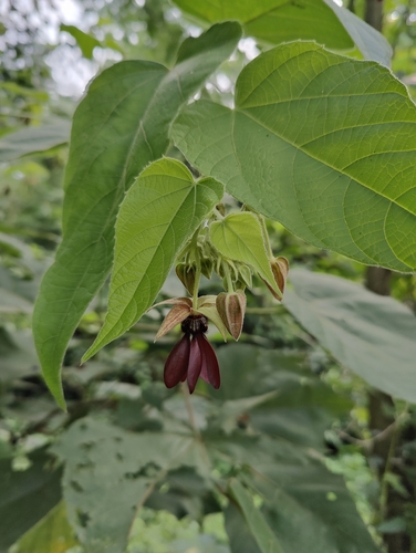 Devil's-cotton (Abroma augustum)