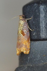 Episimus tyrius