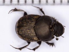Onthophagus similis
