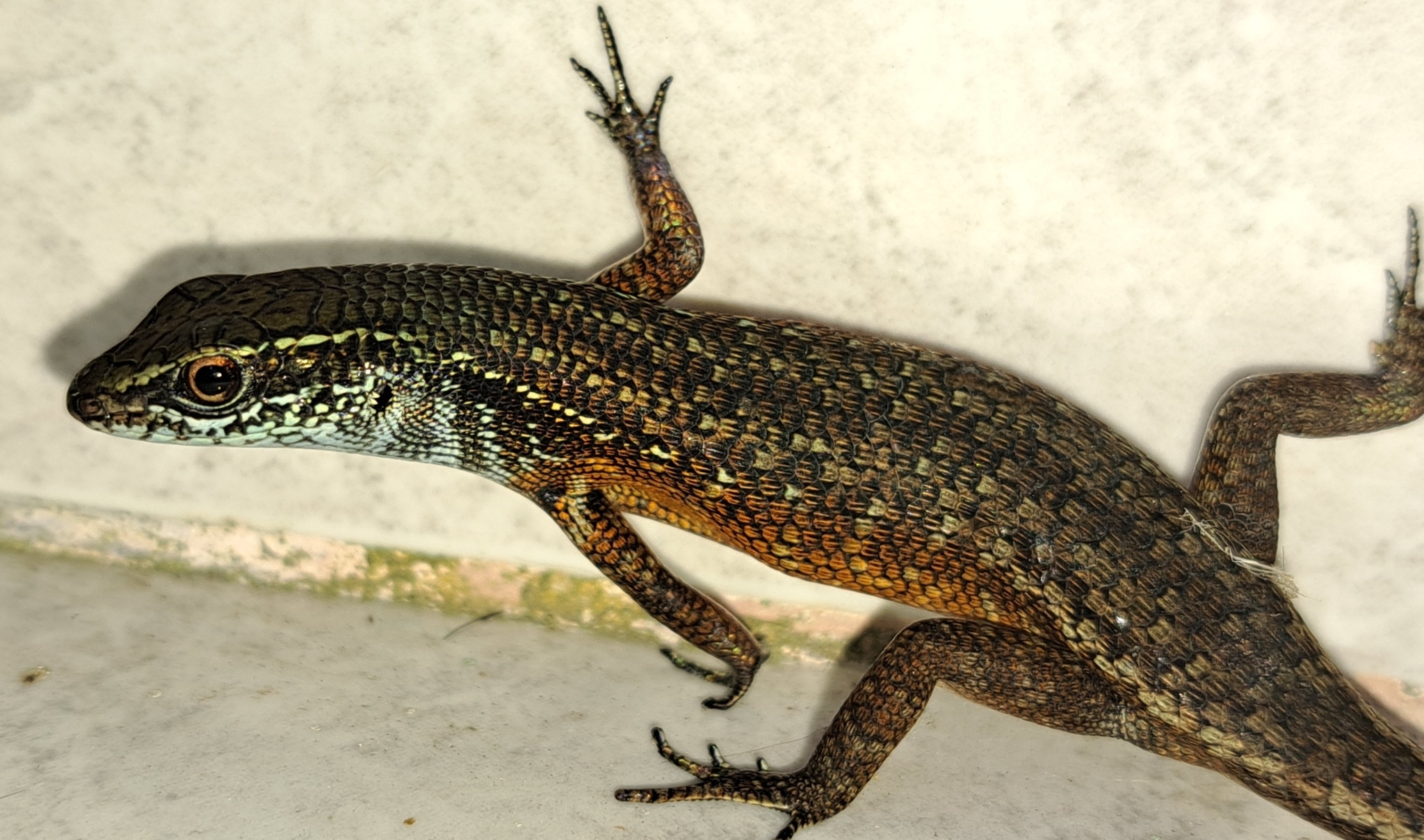 Blue-Grey-Throated Rainbow Skink photo 7