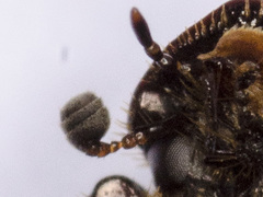 Onthophagus similis