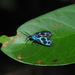 蓬萊藍紋斑蛾 - Photo 由 羅忠良 所上傳的 (c) 羅忠良，保留部份權利CC BY-NC