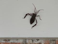Acanthocephala declivis