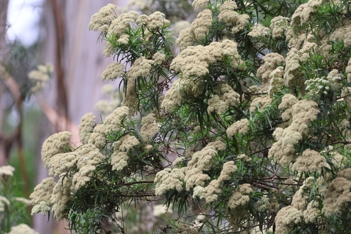 Image of Tree Everlasting (Ozothamnus ferrugineus) by (c) Luke Lythgoe, some rights reserved (CC BY)