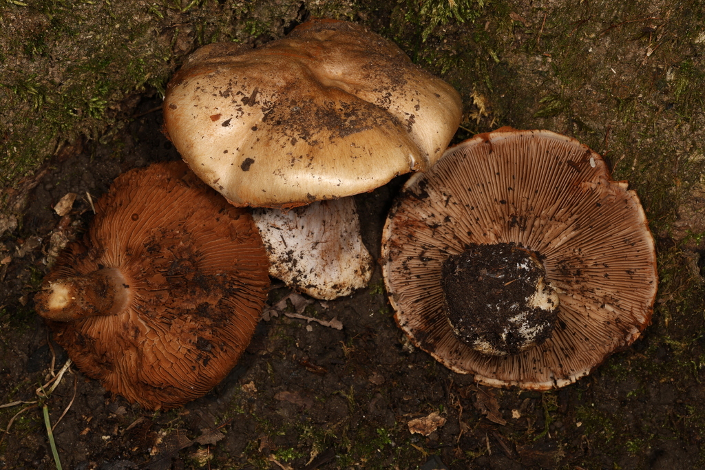 Phlegmacium sp. 'IN16'