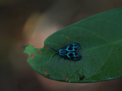 Clelea formosana