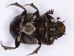 Onthophagus similis
