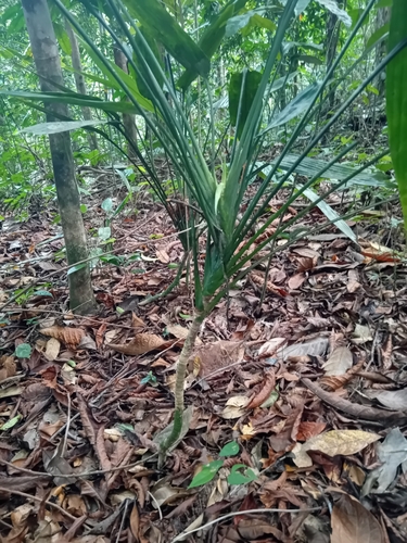 Foto de Dracena