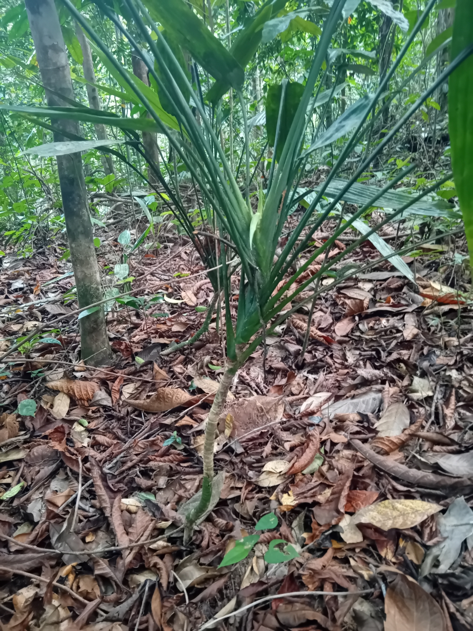 Imagem de Dracena