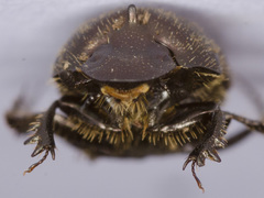 Onthophagus similis
