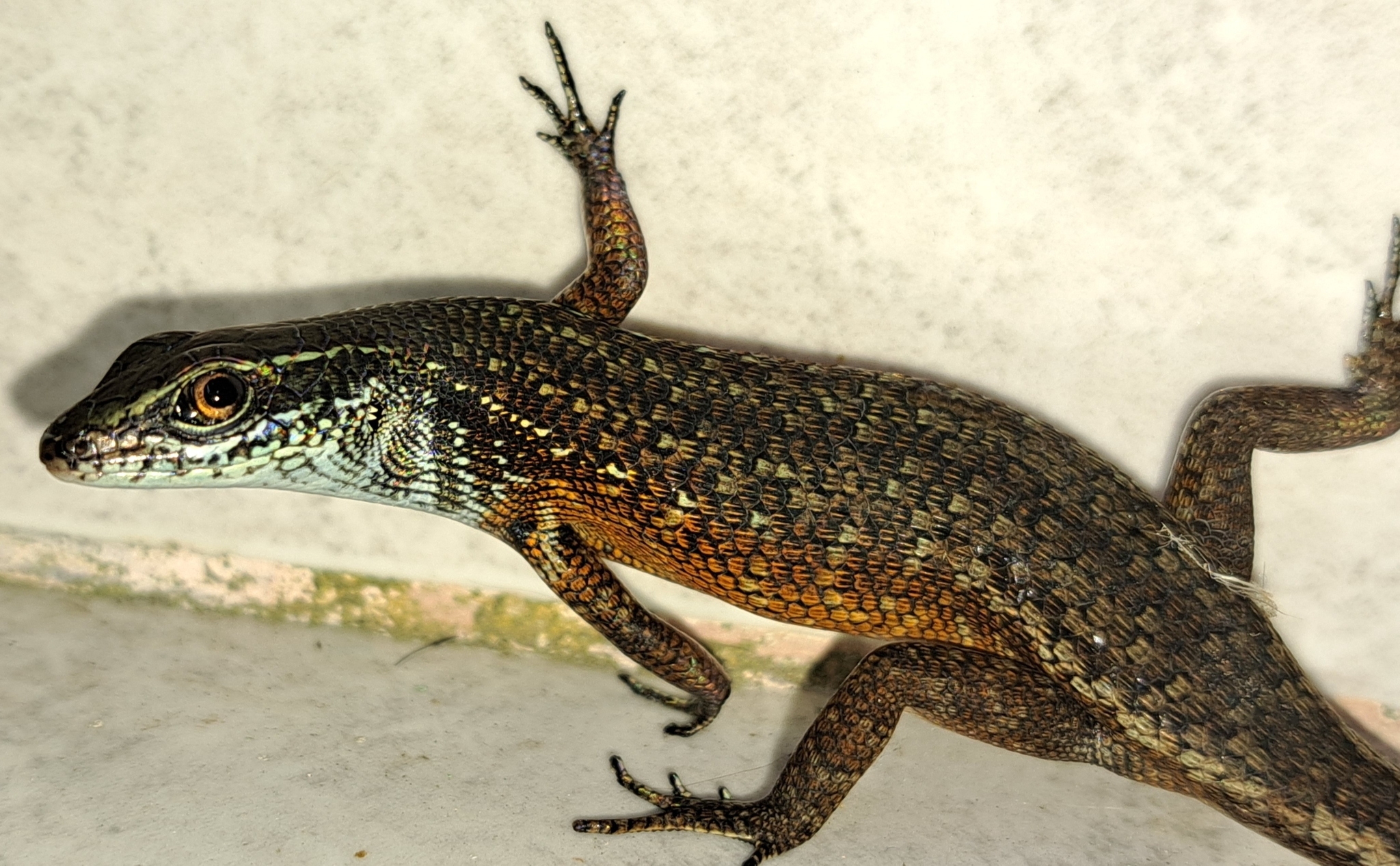 Blue-Grey-Throated Rainbow Skink photo 6