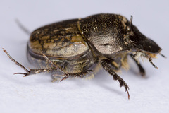 Onthophagus similis