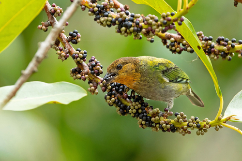 Silver-backed Tanager