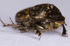 Onthophagus similis