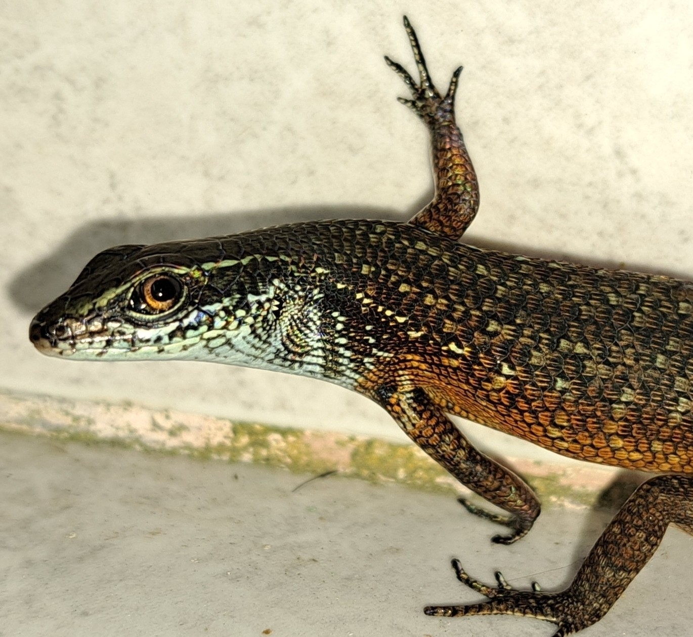 Blue-Grey-Throated Rainbow Skink photo 5