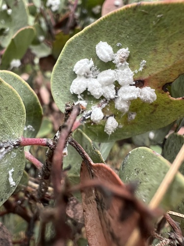 manzanita mealybug