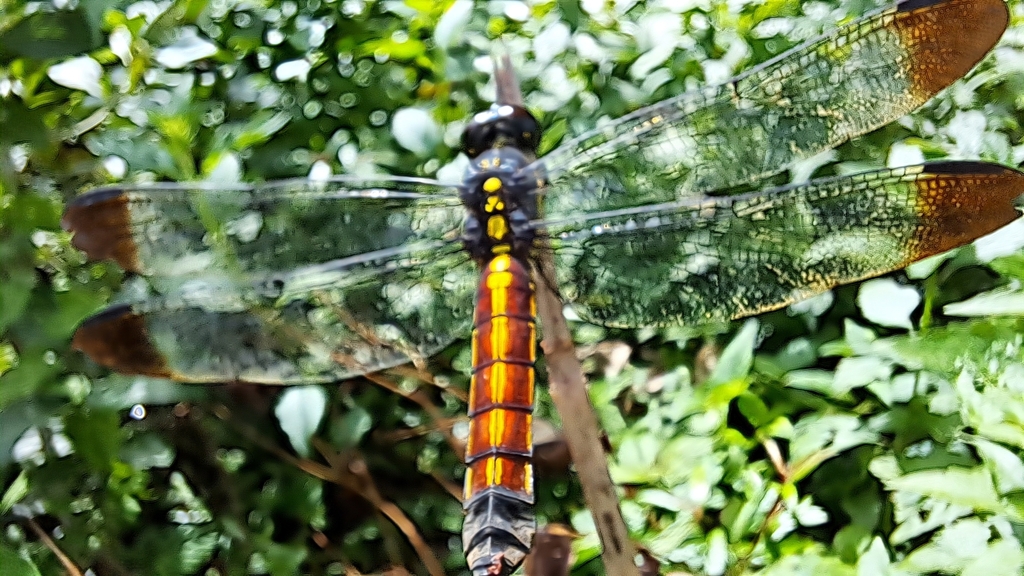 Protorthemis coronata (Protorthemis coronata)