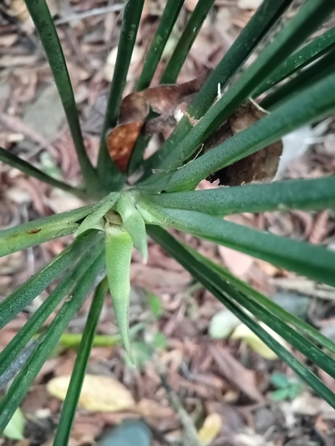 Foto de Dracena