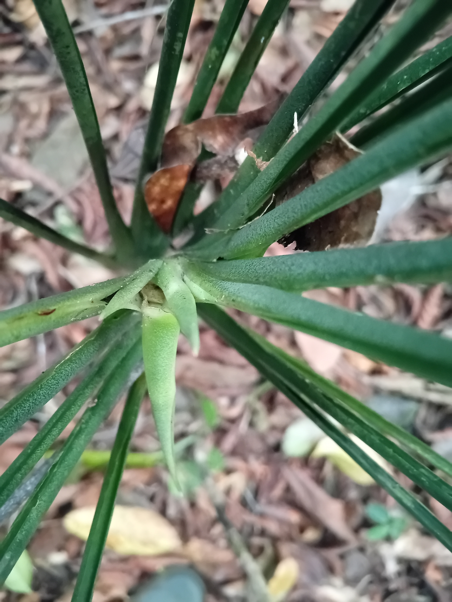 Imagem de Dracena