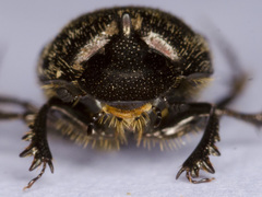 Onthophagus similis