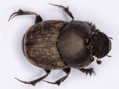 Onthophagus similis