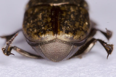 Onthophagus similis