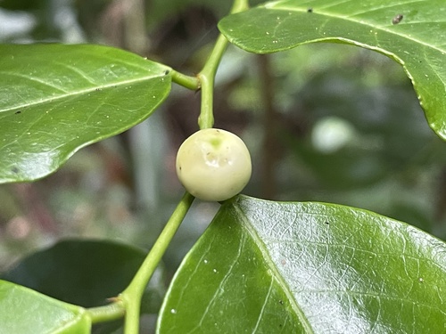 Breynia stipitata, 2025-01-26