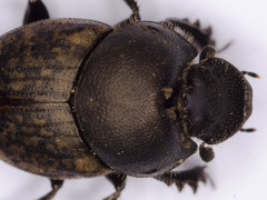 Onthophagus similis