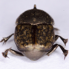 Onthophagus similis
