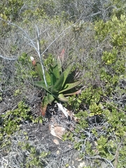 Gasteria acinacifolia