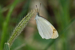 Colotis aurora